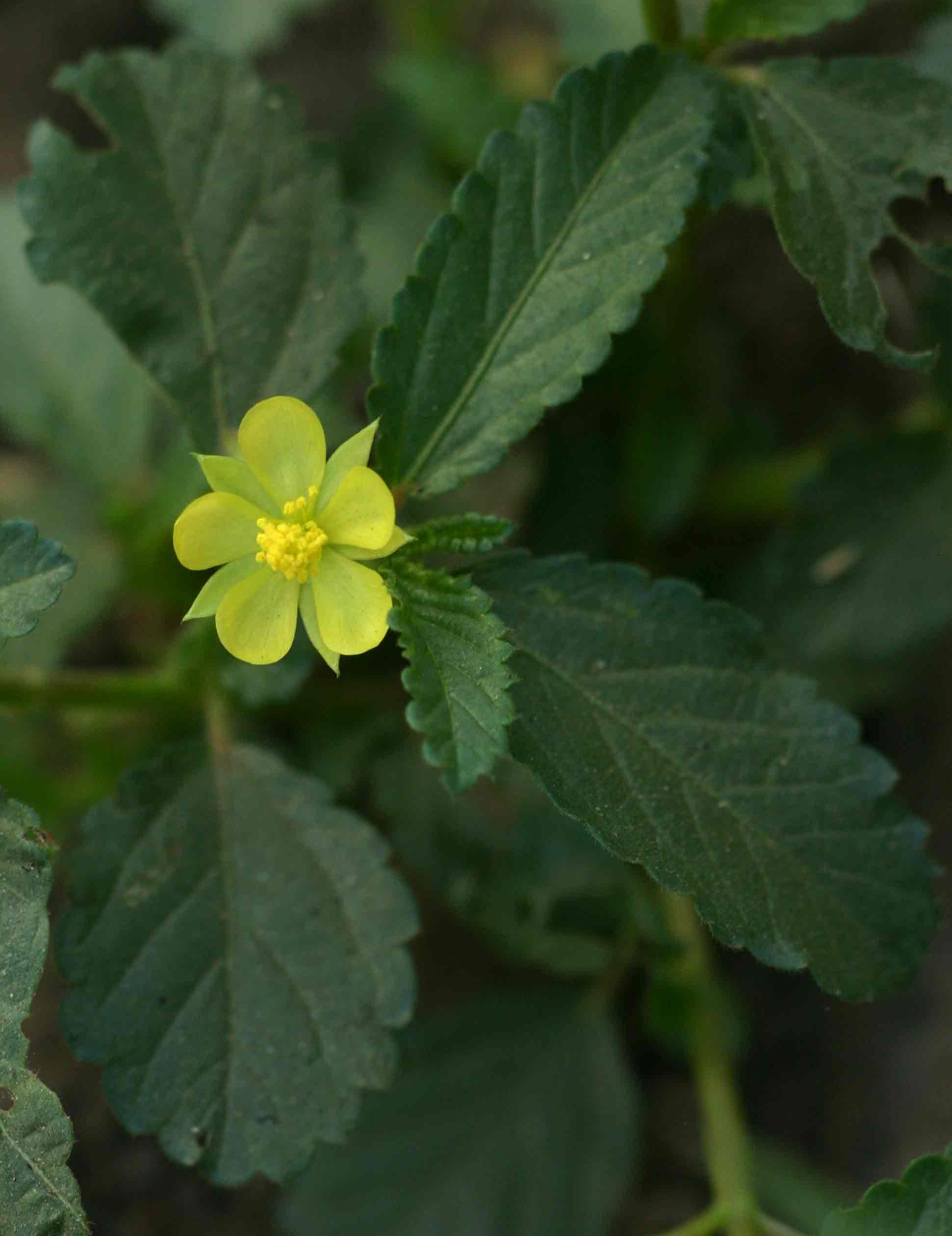 Corchorus schimperi