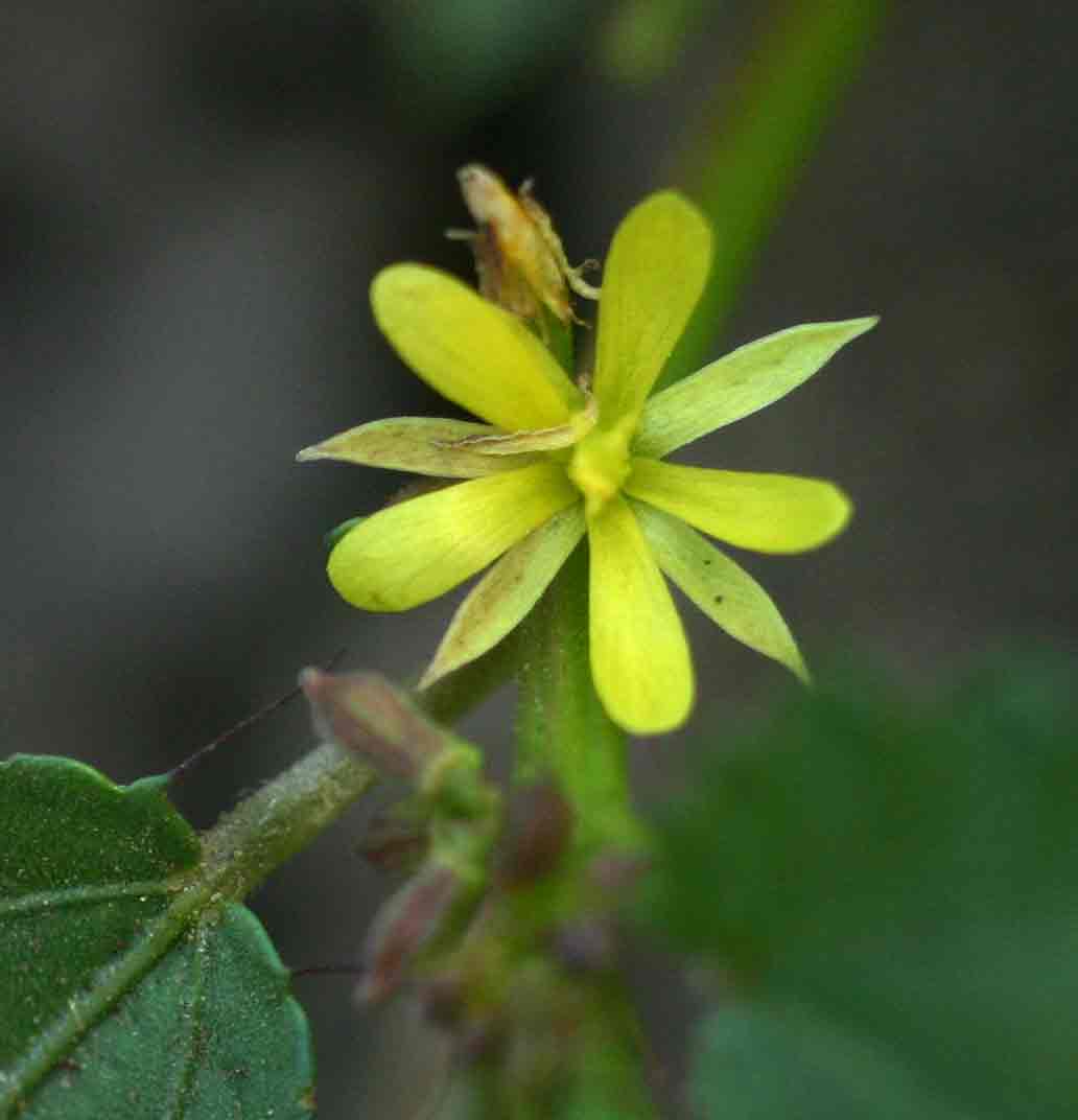 Corchorus schimperi