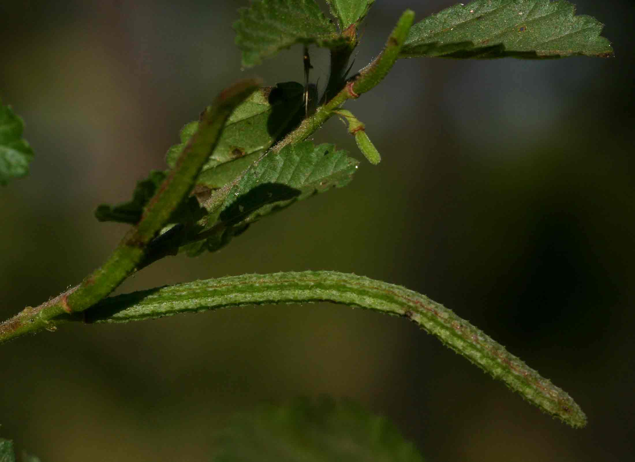 Corchorus schimperi