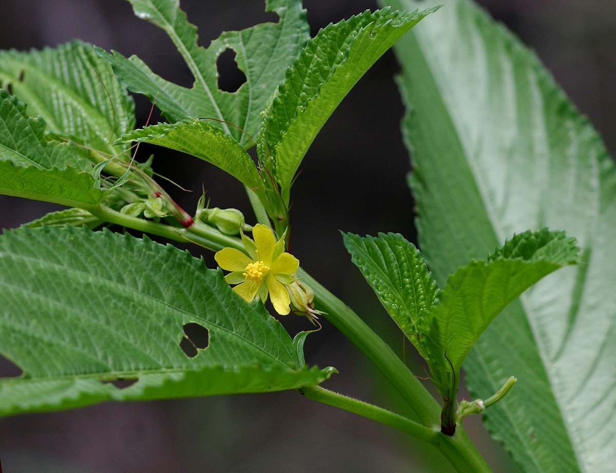 Corchorus tridens