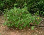 Abutilon grandiflorum