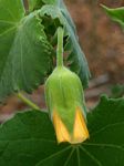 Abutilon grandiflorum