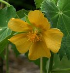 Abutilon grandiflorum