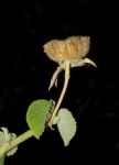 Abutilon indicum subsp. guineense