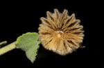 Abutilon indicum subsp. guineense