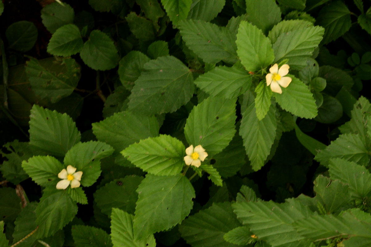 Malvastrum coromandelianum