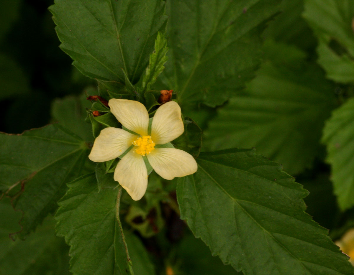 Malvastrum coromandelianum