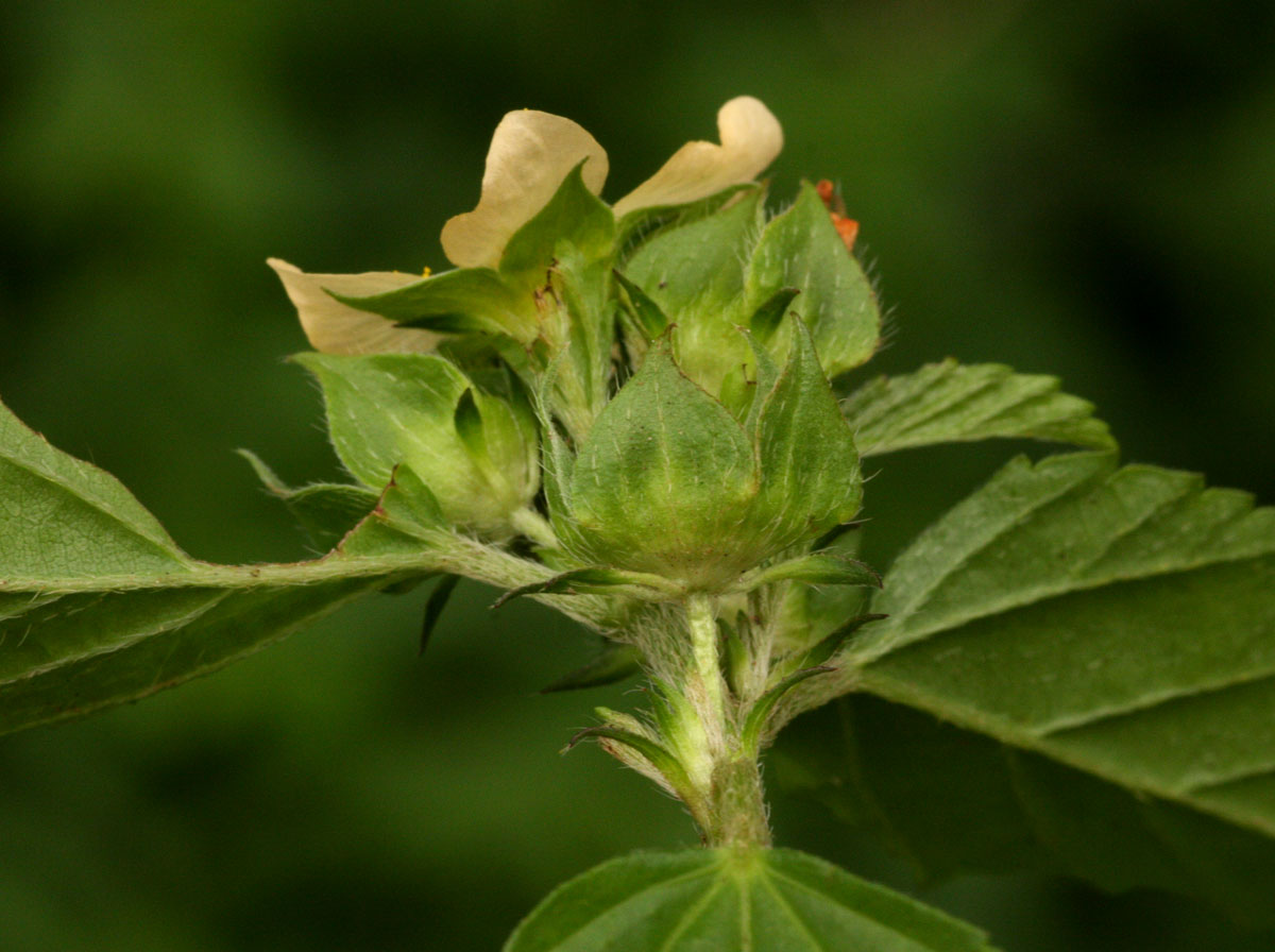 Malvastrum coromandelianum