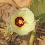 Pavonia senegalensis