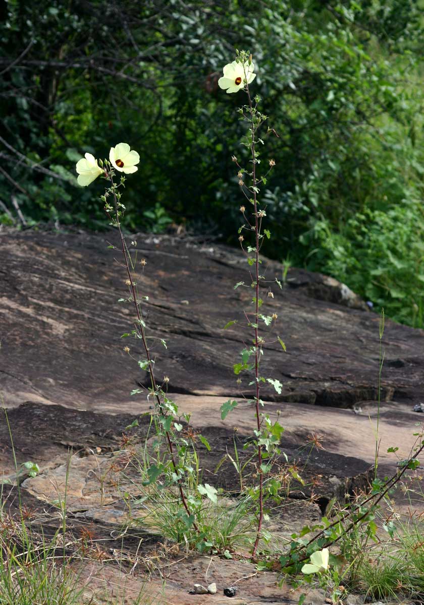 Hibiscus engleri