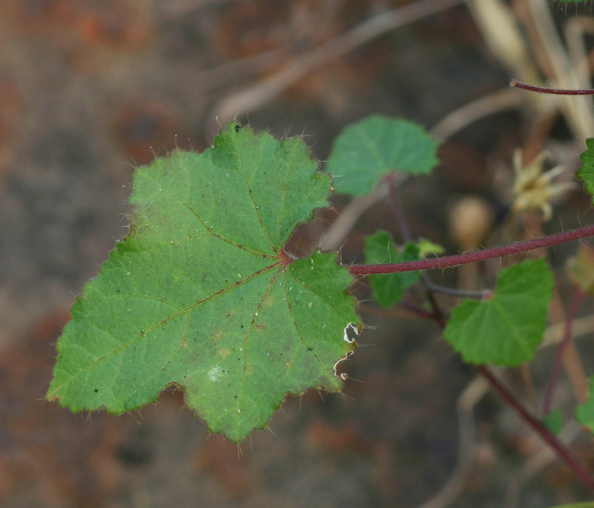 Hibiscus engleri