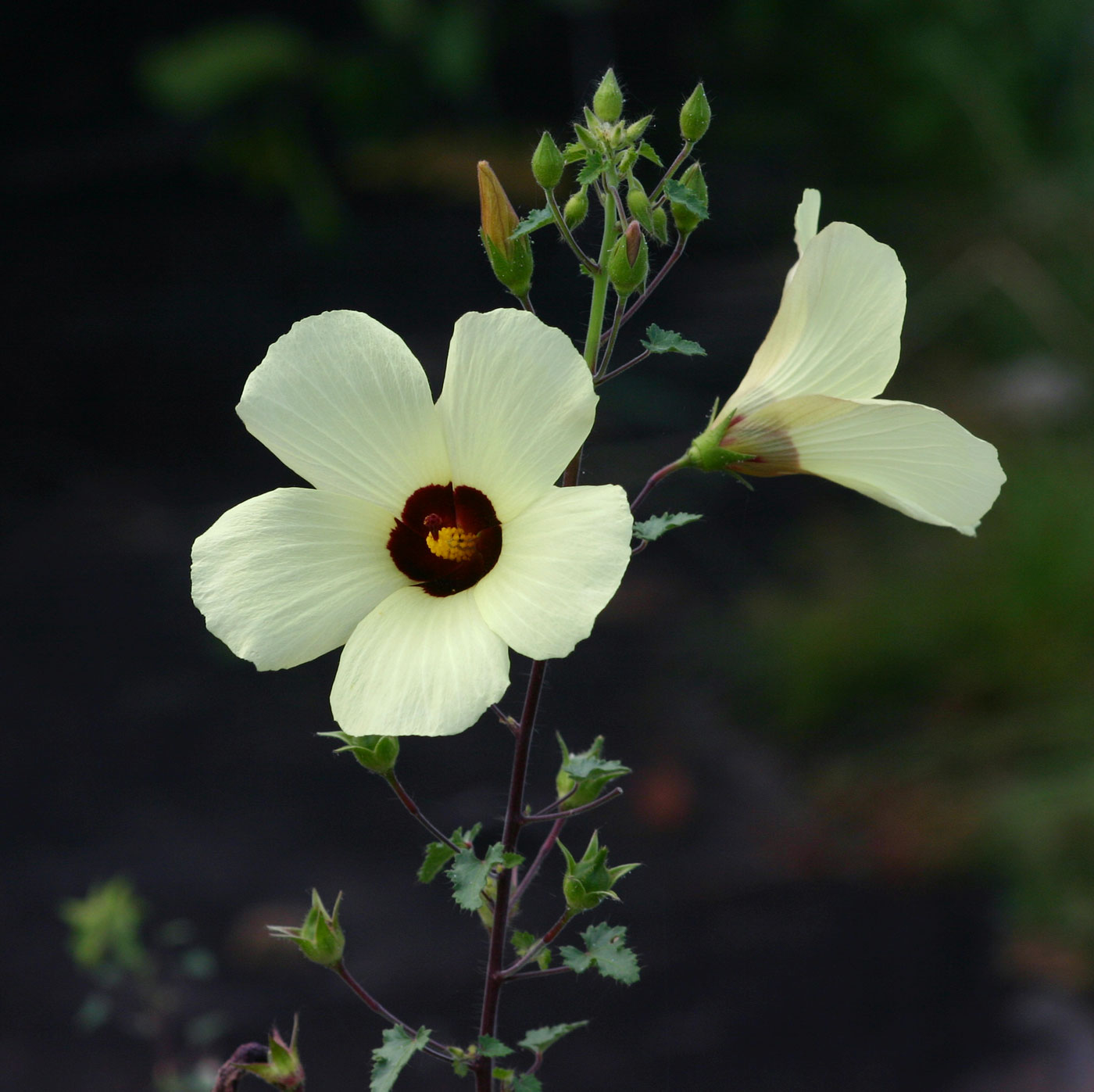 Hibiscus engleri