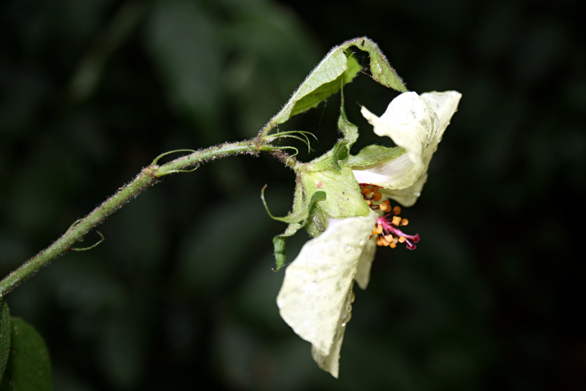 Hibiscus ovalifolius