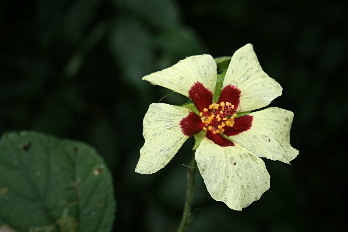 Hibiscus ovalifolius