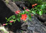 Hibiscus praeteritus