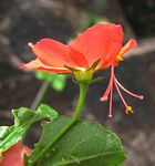 Hibiscus praeteritus