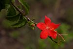 Hibiscus praeteritus