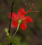 Hibiscus praeteritus