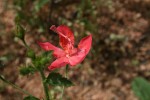 Hibiscus praeteritus