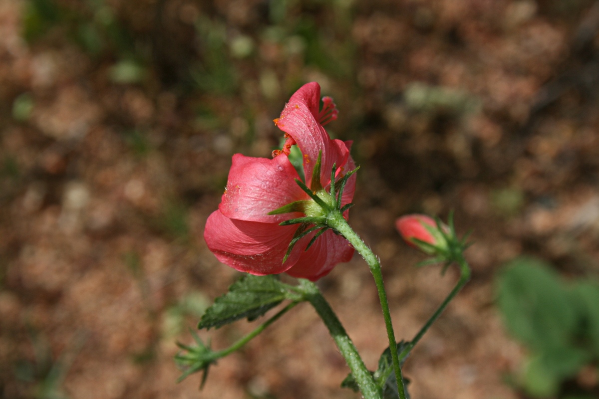 Hibiscus praeteritus