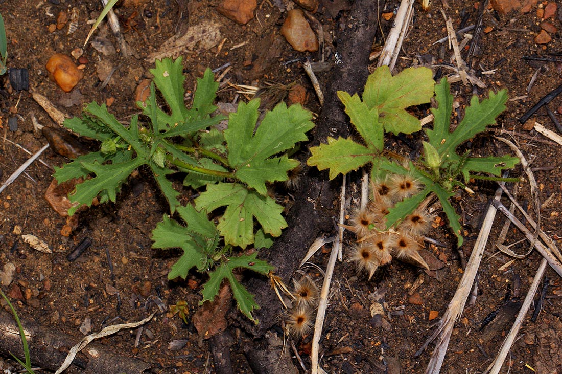 Hibiscus pusillus