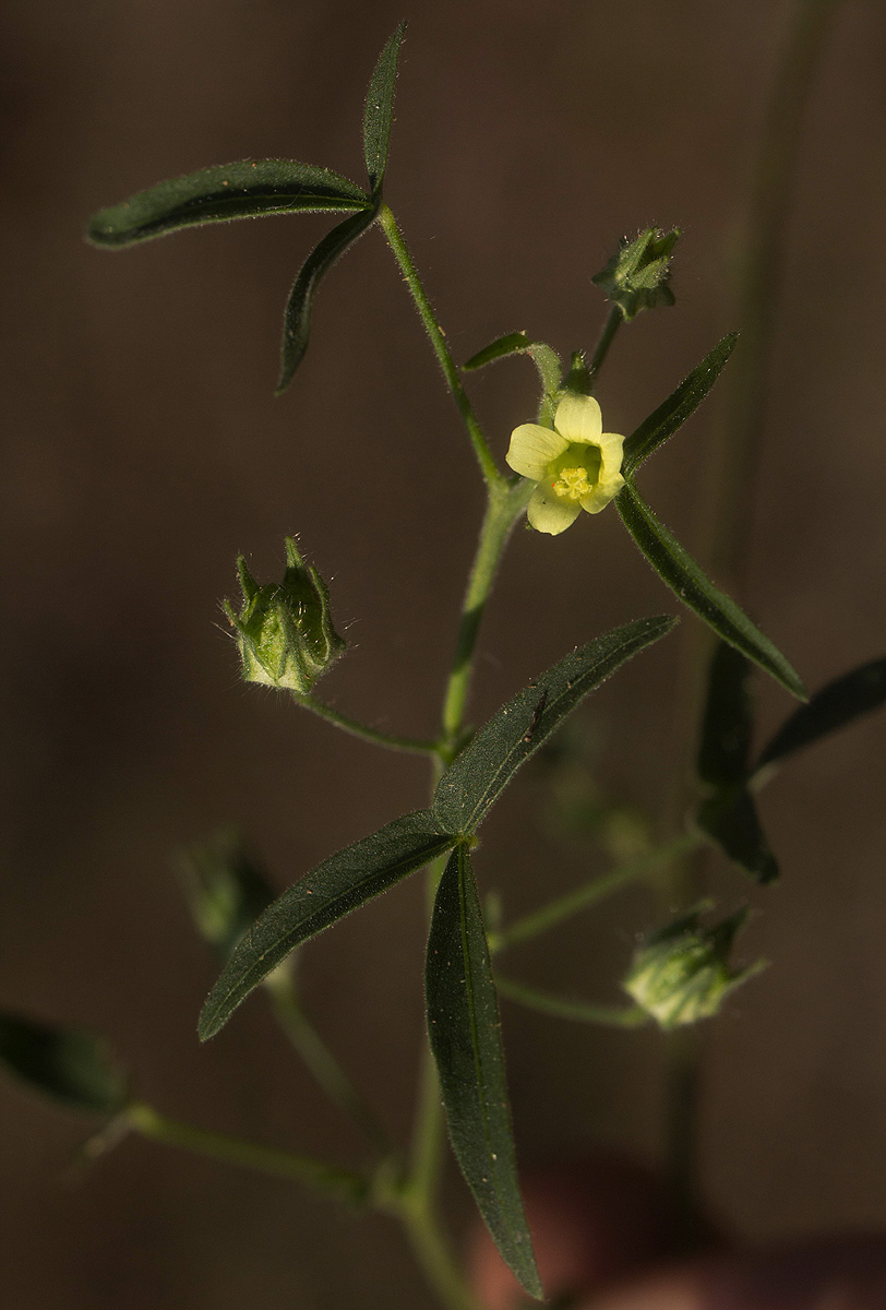 Hibiscus sidiformis Hibiscus sidiformis