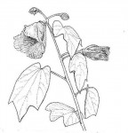 Thespesia garckeana