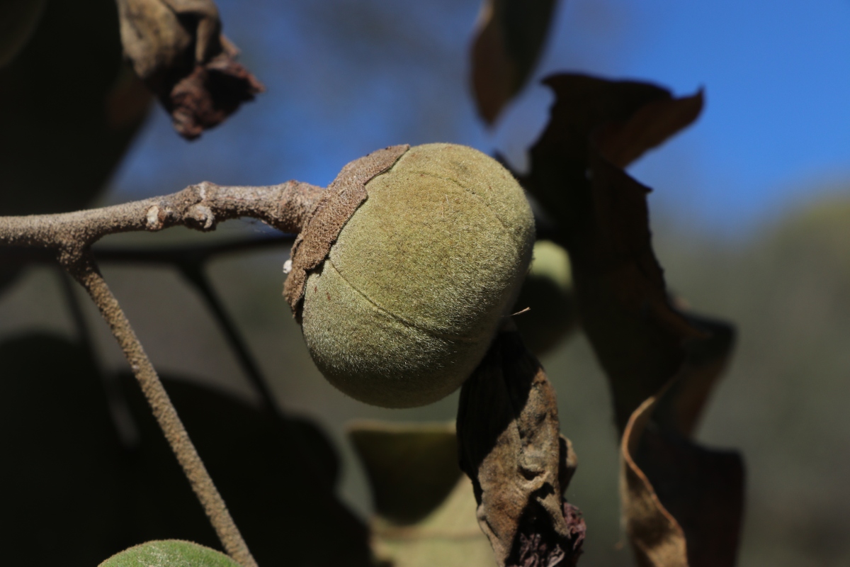 Thespesia garckeana