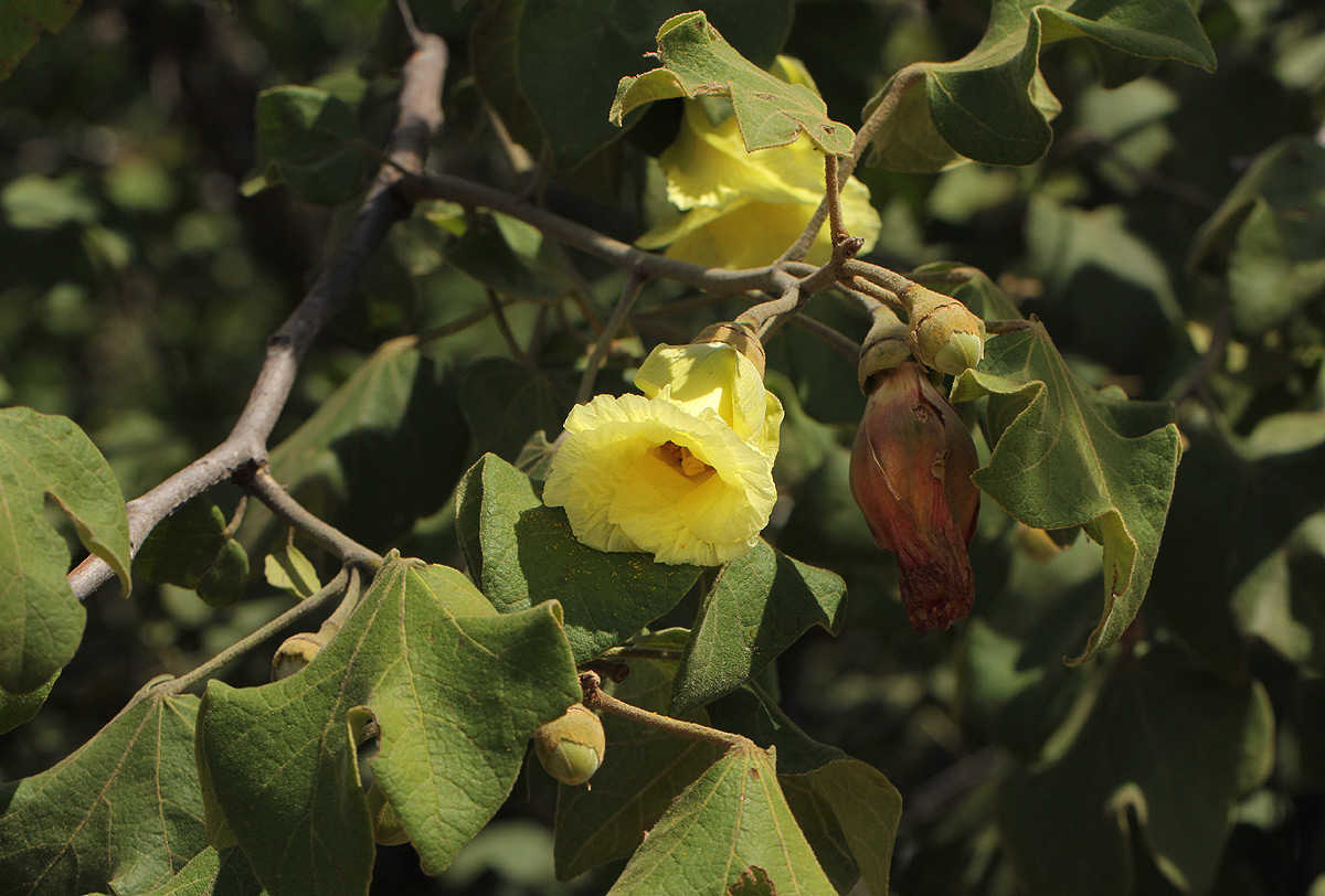 Thespesia garckeana