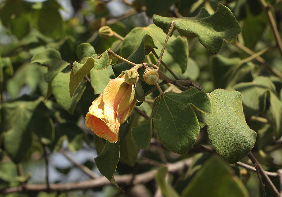 Thespesia garckeana