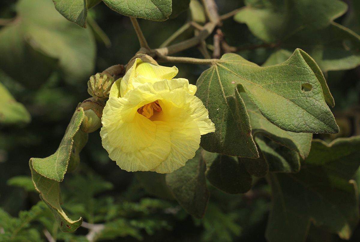 Thespesia garckeana