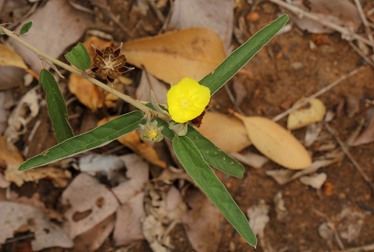 Melhania prostrata