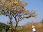 Dombeya rotundifolia