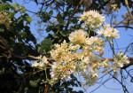 Dombeya rotundifolia