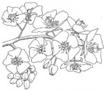 Dombeya rotundifolia