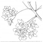 Dombeya rotundifolia