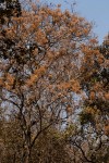 Dombeya rotundifolia