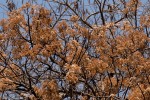 Dombeya rotundifolia