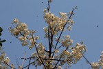 Dombeya rotundifolia