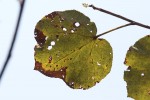 Dombeya rotundifolia