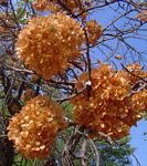 Dombeya rotundifolia