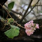 Dombeya rotundifolia