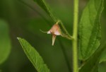 Hermannia glanduligera