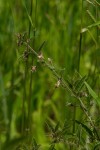 Hermannia glanduligera