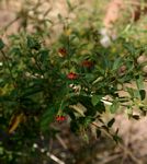 Hermannia glanduligera