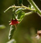 Hermannia glanduligera