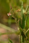 Hermannia glanduligera