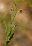 Hermannia glanduligera