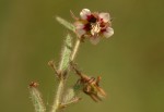 Hermannia glanduligera