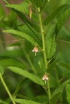 Hermannia glanduligera